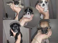 Ömürlük Dost Doğru İlan Chihuahua