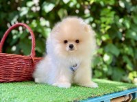 Safkan Pomeranian Boo Yavrularımız