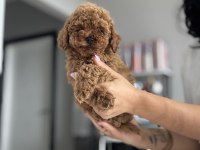 Üst düzey poodle bebekler