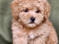 Minik F1B Maltipoo Yavrular