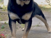 İZMİRDE BAŞKA BU RENKTE PUG YOK