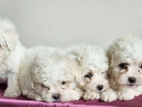 Mini boy maltese minikler
