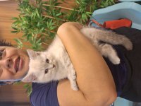 British shorthair 10 aylık erkek