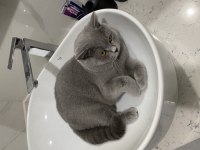 British Shorthair 1 Yaşında