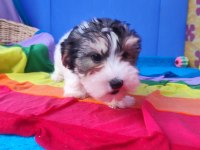 Neşe kaynağı morkie yavrularımız