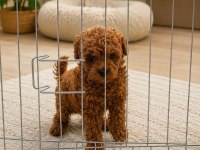 Orjinal İzmir de garantili TOY POODLE