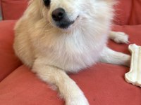 11 aylık dişi pomeranian