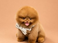 Kore Ayı Surat Pomeranian Boo Yavrularımız