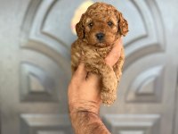 Toy Poodle Yavrular