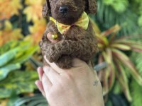 Poodle bebekler bal surat