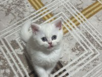 Beyaz british shorthair yavrularımız