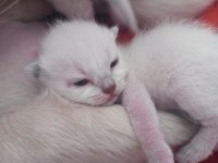 Safkan british blue point yavruları