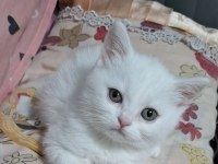 Yeni yuvasına gitmeye hazır dişi british shorthair