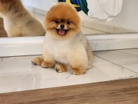 GERÇEK AYI SURAT POMERANİAN BOO TÜRKİYENİN ENLERİ