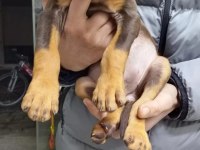 Doberman yavrularımız teslime hazır