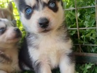Sağlıklı Husky Yavrularımız