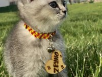 4 aylık scottish fold