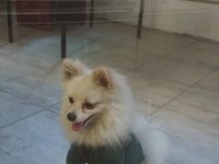 Pomeranian tilkiye yeni ev ve sahip lazım