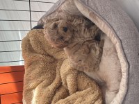 4.5 aylık dişi Maltipoo Yuva Aranıyor