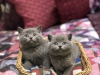 Brıtısh Shorthair Gri Yavrularım