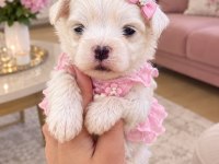KUCUK MINIK KÖPEKLER