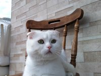 Acil yuva arıyoruz scottish fold