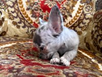 Yavru bir adet erkek 2 adet dişi chihuahua