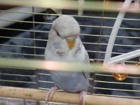 2 dişi bir erkek muhabbet kuşu