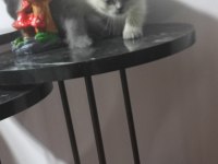 20 Güne Teslim Kediler