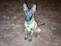Belçika malinois