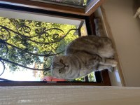 3 Yaşında Scottish Fold Dişi