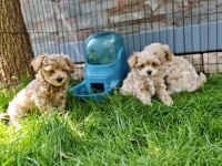 Orijinal Maltipoo Yavrular