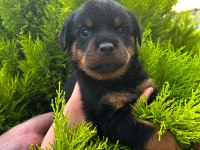 Üst kalite FCI-KIF kayıtlı Scr li Rottweiler yavrularım