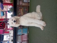 Dev Poodle