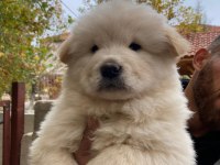 SAFKAN CHOW CHOW YAVRULARI ÇİN ASLANI