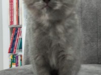 Güzel british shorthair kızlarımıza yeni sahibini arıyoruz