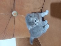 Kedimiz Çok Aşırı Güzel