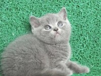 Erkek British Shorthair