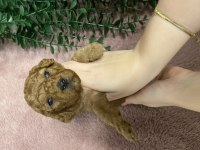 Toy poodle bebekler