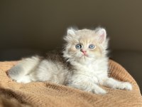 Harika Renk Blue Golden Ay11 British Longhair