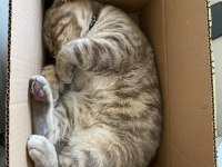 Oyuncu british shorthair