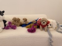 0 Numara maltipoo yavrularımız