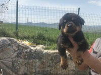 Rottweiler yavrularımız