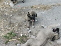2 AYLIK YAVRU KÖPEKLER