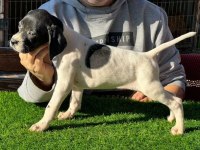 Scr li 10 numara pointer av köpekleri