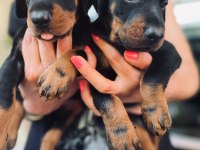 A Secereli Dobermanlar