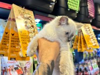 SAFKAN IRK VE SAĞLIK GARANTİLİ - RAGDOLL YAVRULAR