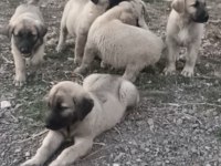 50 günlük çoban köpekleri