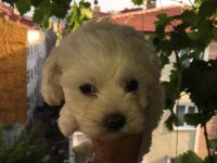 0 numara maltese terrier