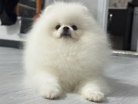 6 AYLIK ERKEK POMERANİAN BOO KÖPEĞİ